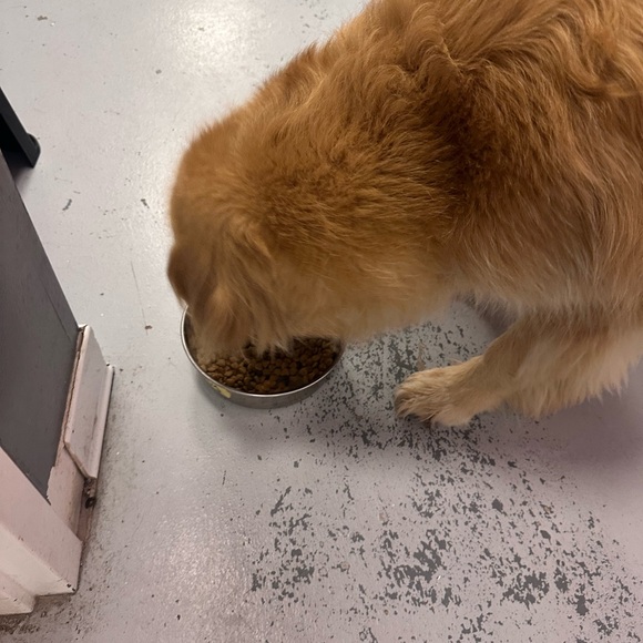 Sunshine Yellow Women's Blouse with Embellishments - Picture 10 of 10